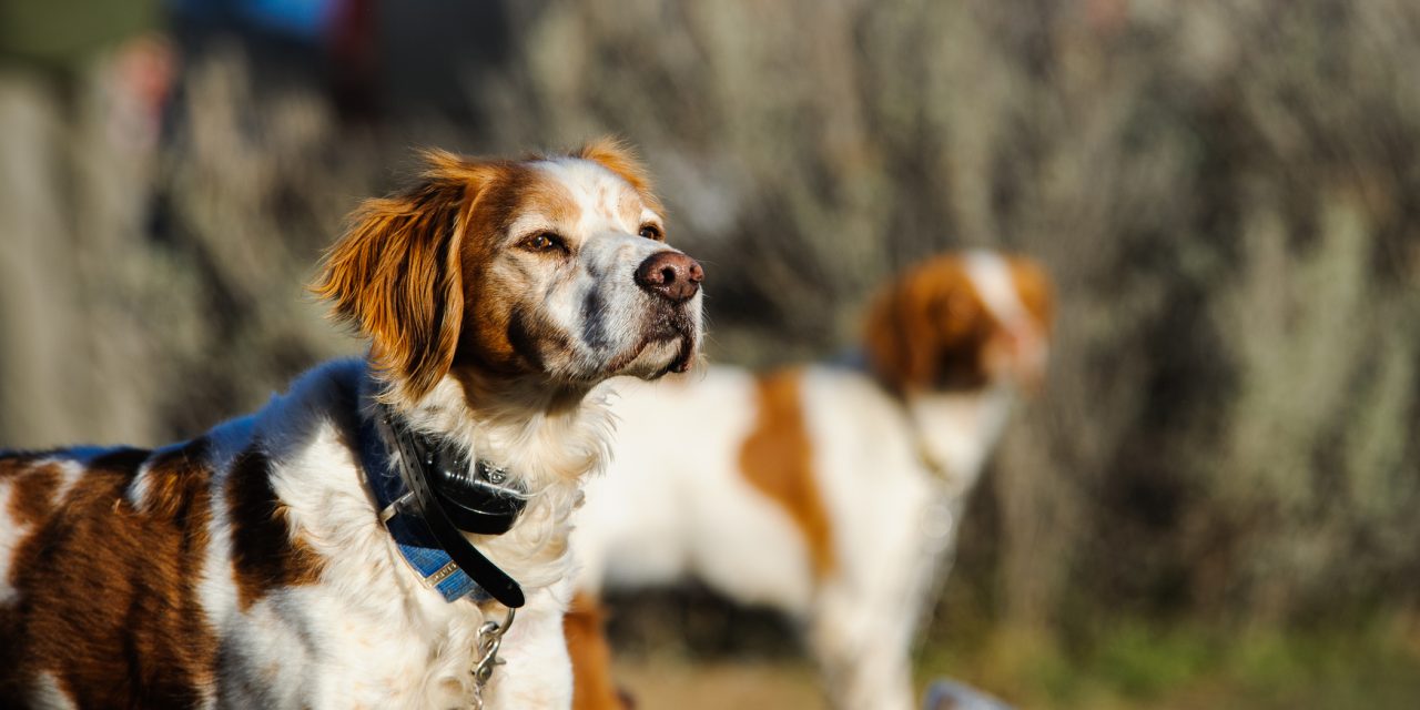 What Is An E Collar For Dogs?