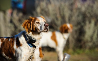 What Is An E Collar For Dogs?