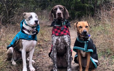 Summary of what an eCollar for dog is