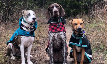 Summary of what an eCollar for dog is