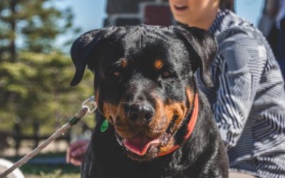 The Best Shock Collar for Rottweilers: Training Strong and Stubborn Dogs