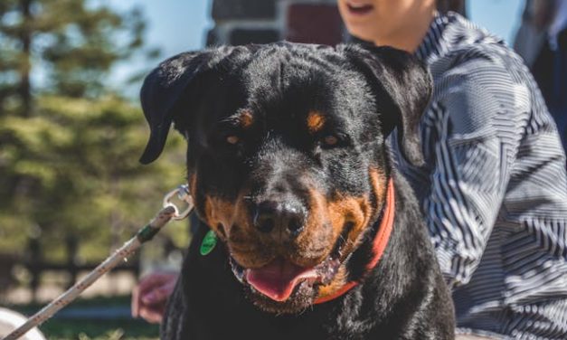 The Best Shock Collar for Rottweilers: Training Strong and Stubborn Dogs