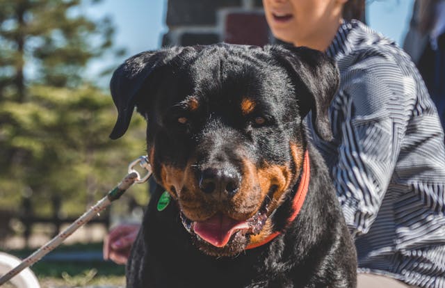 The Best Shock Collar for Rottweilers: Training Strong and Stubborn Dogs