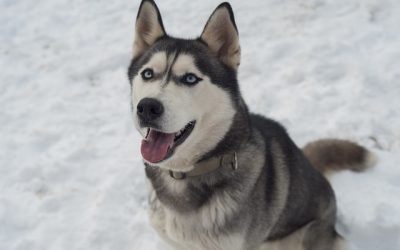 E-Collar Training for Huskies: How to Reinforce Recall in Independent Breeds