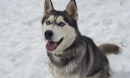 E-Collar Training for Huskies: How to Reinforce Recall in Independent Breeds