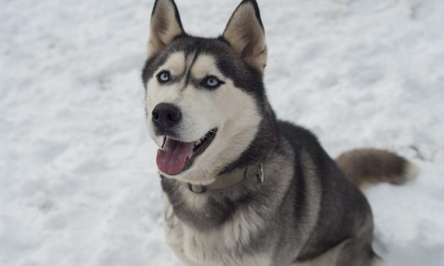 E-Collar Training for Huskies: How to Reinforce Recall in Independent Breeds