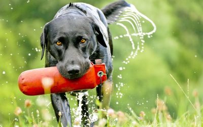 Are E-Collars Effective for Training Labrador Retrievers? A Complete Guide