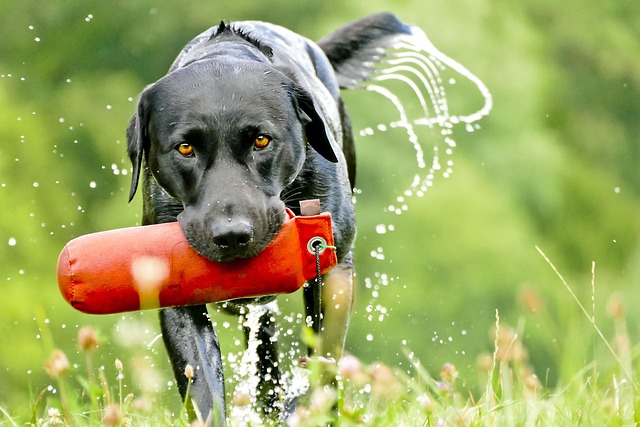 Are E-Collars Effective for Training Labrador Retrievers? A Complete Guide