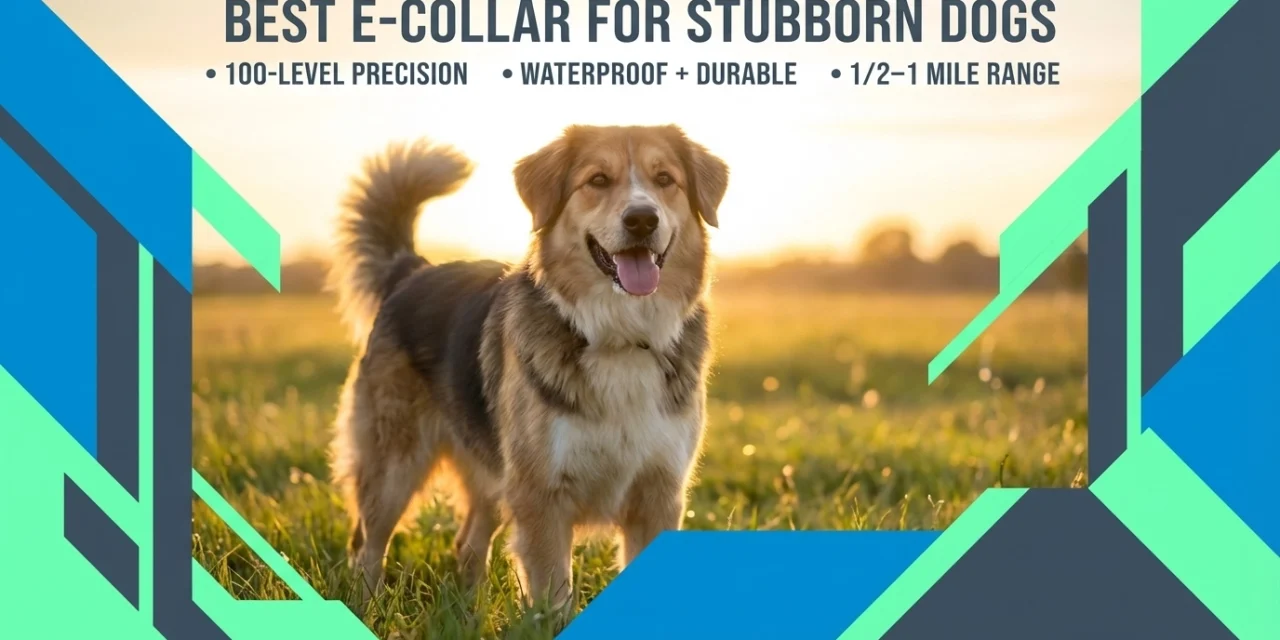 Best E-Collar for Stubborn Dogs: What to Look For (and What to Avoid)