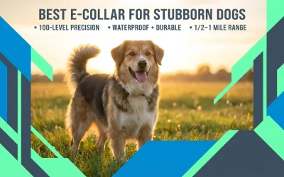 Best E-Collar for Stubborn Dogs: What to Look For (and What to Avoid)