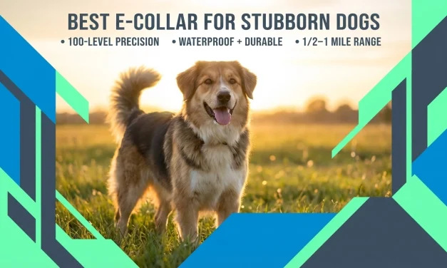 Best E-Collar for Stubborn Dogs: What to Look For (and What to Avoid)